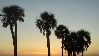 Clearwater Live. Drone View