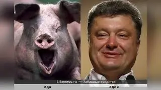 Свиной грипп в Украине ...Снова!!!! 2019 #Свиноборонпром