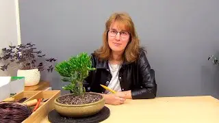 Бонсай из крассулы Коралл (ч.1).