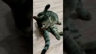Барсик ставит лайки!