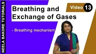 Breathing and Exchange of Gases | NEET | Breathing Mechanism | Neela Bakore Tutorials