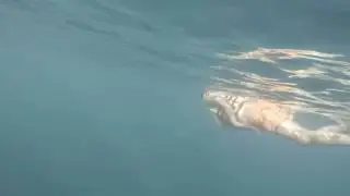 Xela entre delfines en el Índico