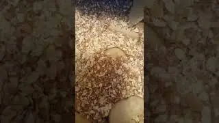 Superworm colony