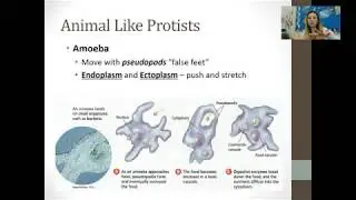 Protist and Fungi