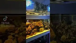 thunder storm tank #aquarium #marineaquarium #sgreefclub #reefaquarium