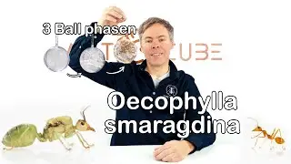 Oecophylla smaragdina - new nest balls with full insight into the exciting nest life