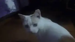 Как сделать простую игрушку для кота/Белый Котик Играет/Как заставить своего кота поиграть
