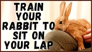 Train Your Rabbit to Sit on Your Lap