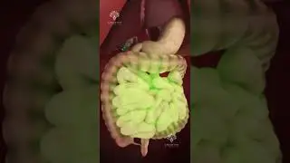 How Pills Are Absorbed in Your Body #shorts #viralvideo - creativelearning3d
