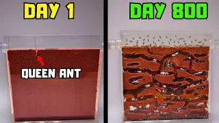 I Raised a Mail-Order Ant Colony from 1 to 1,000 Ants