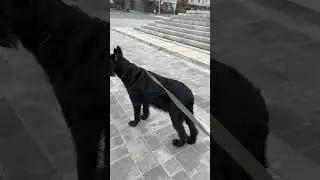 Идем по Оренбургу с Юникой по Парковому Проспекту
