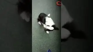 Лёлик учит команду #стыдно видосу 4 года #архив #popdog #дневникЛелика #бордерколли @Mila_PopDog