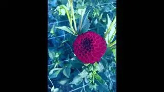 12.08.24г🌹Чудесные декорации!!!😊
