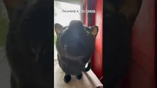 Он всегда ждет этого момента 💔 #reels #cat #кот #рекомендации #юкан #юмор