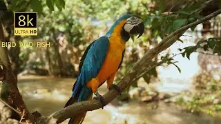 THE WORLD OF BIRDS in 8K ULTRA HD