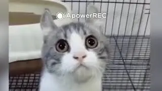 Приколы с котиками №1. Cat Music