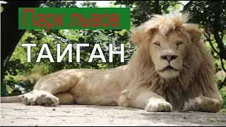 Парк львов Тайган. Драка львов.