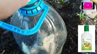 РОЗЫ НАЧИНАЮЩИМ. РЕАНИМАЦИЯ после зимовки
