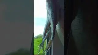 САМАЯ ВАЖНАЯ ЗАКУСКА . 