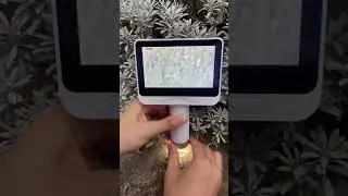 Leaves under the microscope