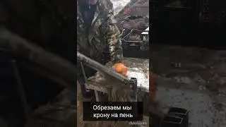 Режем корни гильотиной