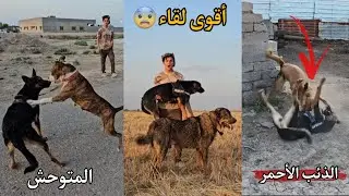 لقاء كلبتي لوسي بأشرس الكلاب في العالم _ ماتوقعت راح يصير شي لكن _ انصدمت !😔😨