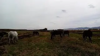 ЛОШАДИ нагульвают жир, вольный выпос.