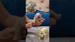 Сладкий пирожок +79807427894