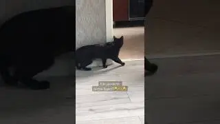 Крадущийся и затаившийся 😹 #котовлог #catshorts #animals #humor #котики #kitten #cat #catlover #cat