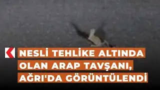 Nesli tehlike altında olan Arap tavşanı, Ağrı'da görüntülendi