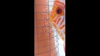 My breeding pair of discus