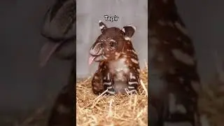 Animals you haven’t seen as a baby