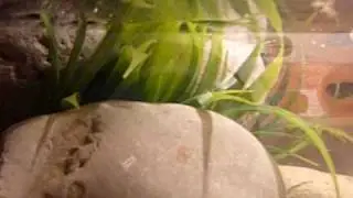 Mis tortuguitas *-*