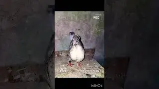 #армянский