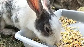 I gave granola to the wild rabbits!