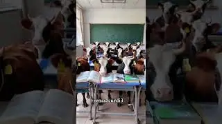 uqinglar ko'tara mollar deganda quloq solmabmiz afsus #top #shortvideo #shorts #shortsvideo