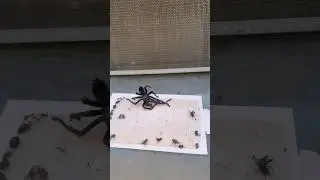 Saving a tarantula from a glue trap 🕷️ 🪤