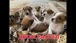 джек рассел. любимчики!