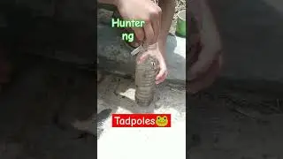 Mga batang nanghuhuli ng tadpoles