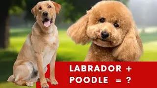 Labradoodle - Labrador & Poodle Mix -The Famous Mix