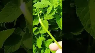 Как РАСТЁТ СНЫТЬ и пригодна она для ПИЩИ.