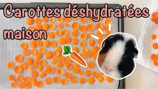 Carottes déshydratées maison : Des friandises faciles et saines pour vos cochon d’Inde!