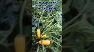 ПОСЛЕ ГРОЗЫ.