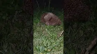 ёжик гуляет 👍