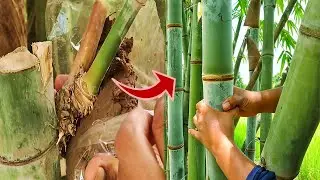 The easiest way to air layering bamboo.