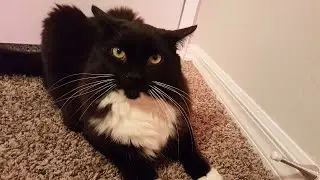 Bones vs the door stopper