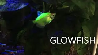 Glowfish, Electric Green Tetra, Cardinal Tetra, Albino Bristlenose Pleco, Anubias, Fluval