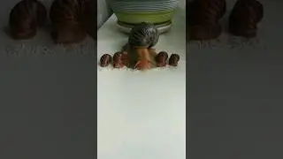 #snail