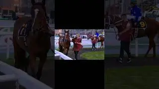 Ведём лошадь на скачку. Часть2. В след ролике расскажу, что делаем после скачки #лошади#ипподром