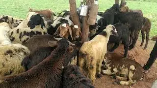 Bakrid Sacrifice Sheep Purchase Experience @Amaravathi (Andhra Pradesh)